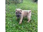 Chinese Shar-Pei Puppy for sale in Merritt Island, FL, USA