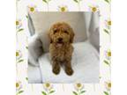 Mini Goldendoodle Male