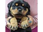 Rottweiler Puppy for sale in Sykesville, MD, USA