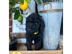 Goldendoodle Puppy for sale in Yukon, OK, USA