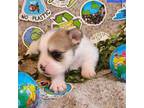 French Bulldog Puppy for sale in Clear Spring, MD, USA