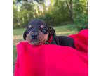 Dachshund Puppy for sale in Maple Hill, NC, USA
