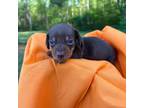 Dachshund Puppy for sale in Maple Hill, NC, USA