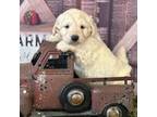 Goldendoodle Puppy for sale in Mccomb, MS, USA