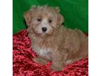 Havanese Puppy for sale in Atlanta, GA, USA