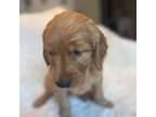 Golden Retriever Puppy for sale in Tucson, AZ, USA