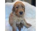 Golden Retriever Puppy for sale in Tucson, AZ, USA