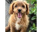 Cavapoo Puppy for sale in Hartville, MO, USA