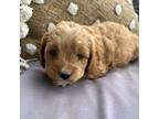 Cavapoo Puppy for sale in Hartville, MO, USA