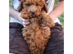 Mutt Puppy for sale in Canon City, CO, USA