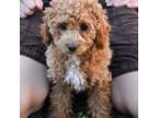 Mutt Puppy for sale in Canon City, CO, USA