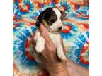 Mutt Puppy for sale in Heidelberg, MS, USA