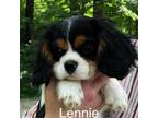 Cavalier King Charles Spaniel Puppy for sale in Delphi, IN, USA