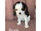 Cavalier King Charles Spaniel Puppy for sale in Delphi, IN, USA