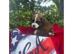 Saint Bernard Puppy for sale in Cerro Gordo, NC, USA