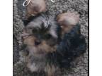 Yorkshire Terrier Puppy for sale in Redlands, CA, USA