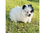 Pomeranian Puppy for sale in Trion, GA, USA