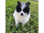 Pomeranian Puppy for sale in Trion, GA, USA