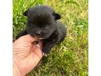 Pomeranian Puppy for sale in Trion, GA, USA