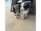 Miniature Australian Shepherd Puppy for sale in Mount Vernon, IL, USA