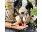 Hank