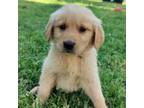 Golden Retriever Puppy for sale in Visalia, CA, USA