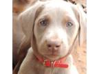 Doberman Pinscher Puppy for sale in Westminster, SC, USA