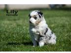 Miniature Australian Shepherd Puppy for sale in Clare, MI, USA