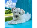 Schnauzer (Miniature) Puppy for sale in Booneville, AR, USA