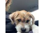 Parson Russell Terrier Puppy for sale in Dripping Springs, TX, USA