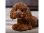 Poodle (Toy) Puppy for sale in Flushing, NY, USA