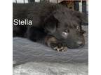 German Shepherd Dog Puppy for sale in Spartanburg, SC, USA