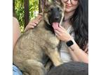 German Shepherd Dog Puppy for sale in Spartanburg, SC, USA