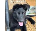 Mr. Jingles