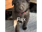 German Shepherd Dog Puppy for sale in Spartanburg, SC, USA