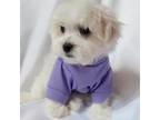 Maltese Puppy for sale in Kite, GA, USA