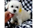 Maltese Puppy for sale in Kite, GA, USA