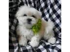 Maltese Puppy for sale in Kite, GA, USA