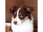 Australian Shepherd Puppy for sale in Peyton, CO, USA