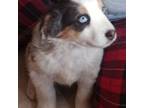 Australian Shepherd Puppy for sale in Peyton, CO, USA