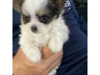 Maltipoo Puppy for sale in Sebring, FL, USA