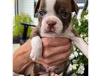 Boston Terrier Puppy for sale in Eatonville, WA, USA