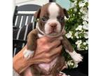 Boston Terrier Puppy for sale in Eatonville, WA, USA