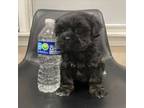 Shorkie puppy !! Female lovely