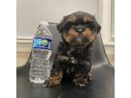 Shorkie Tzu Puppy for sale in Dearborn, MI, USA