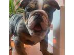 Bulldog Puppy for sale in Aurora, IL, USA