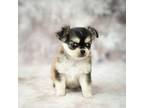 Chihuahua Puppy for sale in Union Grove, NC, USA