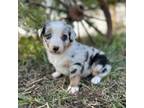 Miniature Australian Shepherd Puppy for sale in Rock Rapids, IA, USA