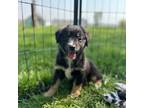 Miniature Australian Shepherd Puppy for sale in Rock Rapids, IA, USA