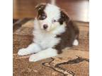 Australian Shepherd Puppy for sale in Howardsville, VA, USA